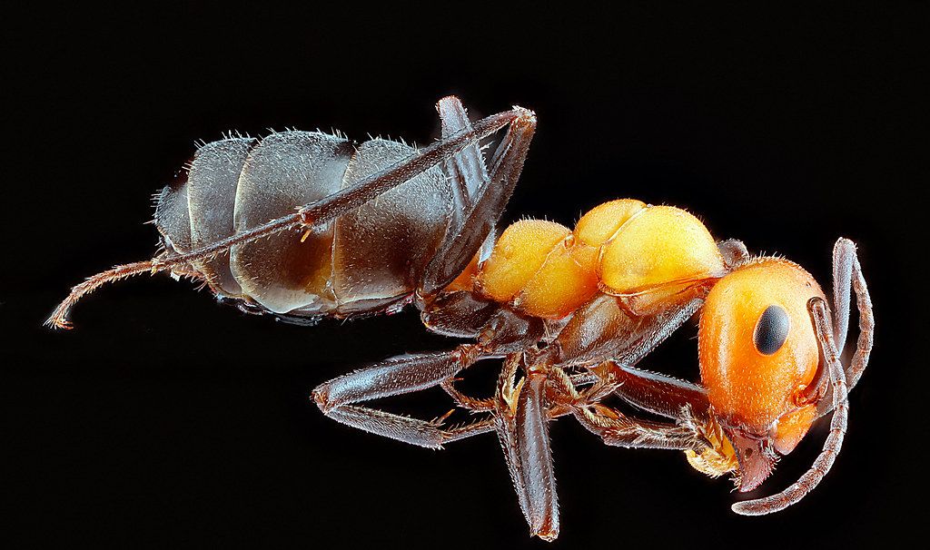 Ant Control service in Provo, UT