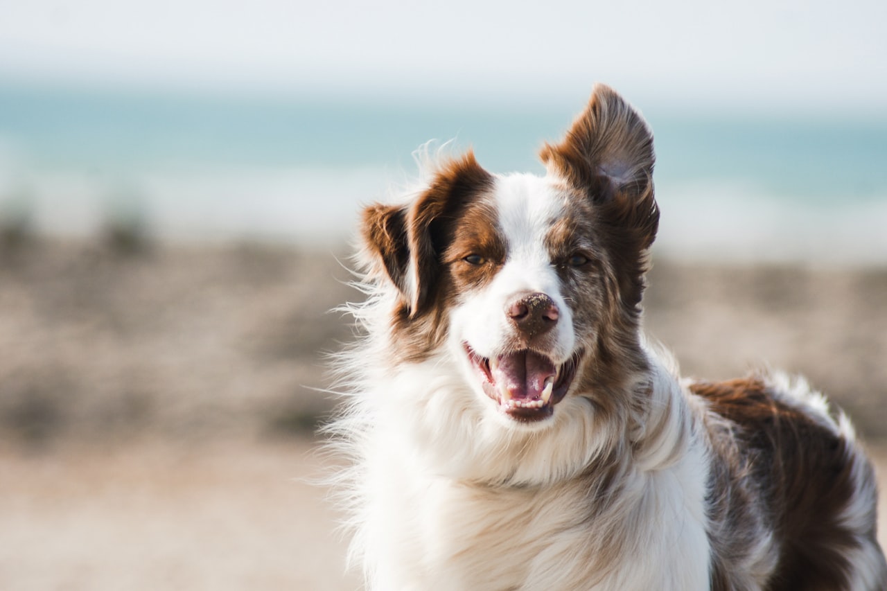 Flea & Tick Control service in Provo, UT