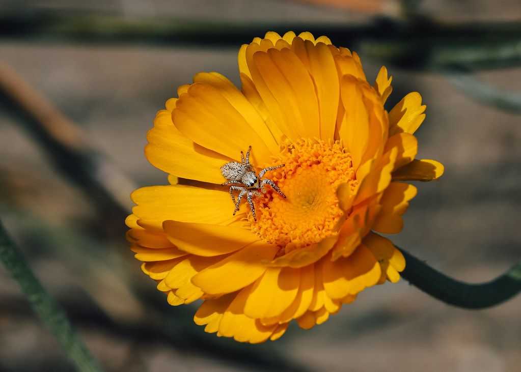 Spider Control service in Provo, UT